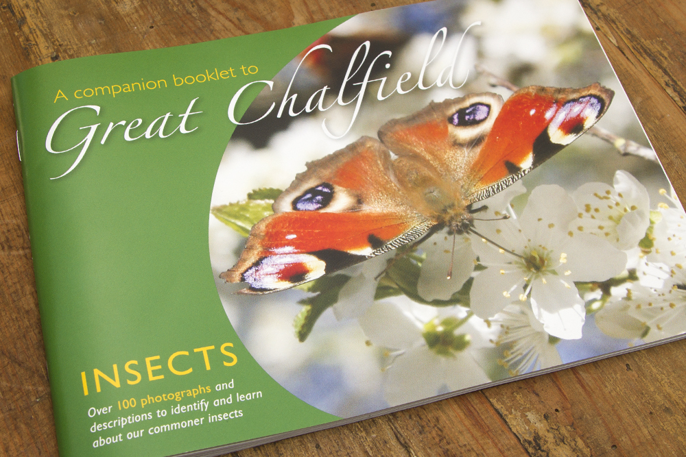 Charlie-Moores-Insect-Book-Zed-Creative-01